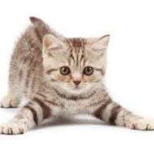 Meet your Posher, Nazzy